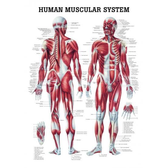 Human Muscle Anatomy...